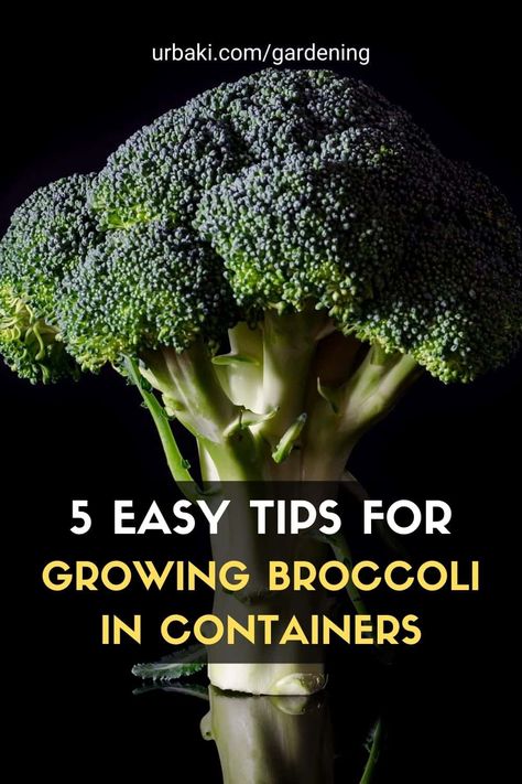 Grow broccoli in containers easily with these 5 tips you'll find in this short video tutorial, and you'll soon be harvesting a crop of broccoli in your garden in no time. Container gardening isn't limited to small vegetables, even a large vegetable plant like broccoli can be grown in a pot on a balcony or patio. #urbakigardening #gardening #broccoli #growbroccoli #broccoliincontainer #vegetables #growvegetables #vegetablescontainers Grow Broccoli, Broccoli Plant, Growing Broccoli, Garden Watering System, Bucket Gardening, Gardening Flowers, Plant Information, Home Vegetable Garden, Planting Vegetables