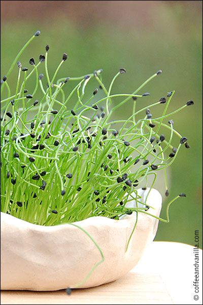 Microgreens Growing, How To Grow Microgreens, Coffee And Vanilla, Grow Microgreens, Coffee Vanilla, Growing Microgreens, Garlic Chives, Sprouting Seeds, Soil Layers