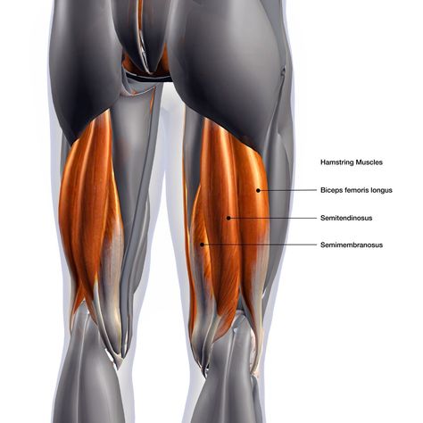 Hamstring Muscles, Causes Of Back Pain, Tight Hamstrings, Hamstring Workout, Lower Back Muscles, Leg Training, Hamstring Stretch, Muscle Anatomy, Thigh Muscles