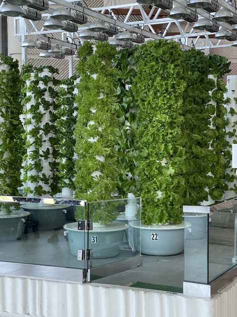 Aeroponic System, Vertical Farm, Indoor Farming, Garden Watering System, Presentation Board Design, Hydroponic Farming, Farming System, Vertical Farming, Green Farm