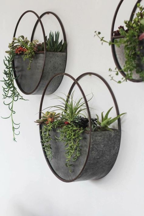 hanging plants, indoor plants, outdoor plants Hanging Plants Ideas, Wall Plant Holder, Plants Hanging, Support Pour Plante, Plant Wall Decor, Plants Ideas, Plants Outdoor, Hanging Plants Indoor, Support Plante