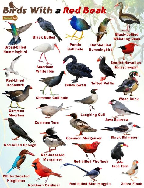 Red Beaked Birds – Facts, List, Pictures Names Of Birds, Pig Breeds, Bird Breeds, Birding Journal, Bird Facts, Adventure Quest, Bird Beaks, Birds Of Australia, Bird Identification