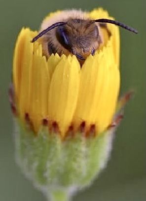 Cute Bee Pictures, Bee Close Up, Bee Reference, Bumblebee Photo, Honey Bee Pictures, Foto Macro, Bee Photography, I Love Bees, Bee Photo