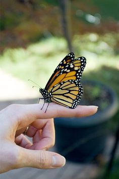 Holding Butterfly, Holding A Butterfly, Butterfly Place, Lord Rama Images, Creative Lifestyle, Paper Cut Art, Hand Holding, The Meadows, Happy Animals