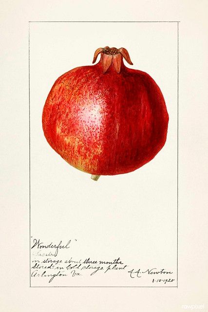 Pomegranates (Punica Granatum) (1920) by Amanda Almira New… | Flickr Fruit Painting Art, Kitchen Painting Art, Pomegranate Drawing, Pomegranate Art, Kitchen Artwork, Free Illustration Images, Fruits Images, Watercolor Fruit, Botanical Illustration Vintage