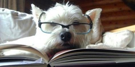 #AnimalsWearingGlasses, #PetsInSpecs, #IntellectualAnimals, #Dog, #Reading, #Glasses, #Nerdy, #Cute Marley And Me, Markus Zusak, Slaap Lekker, Funny Dog Pictures, White Terrier, West Highland Terrier, West Highland White Terrier, Wearing Glasses, Dog Photography