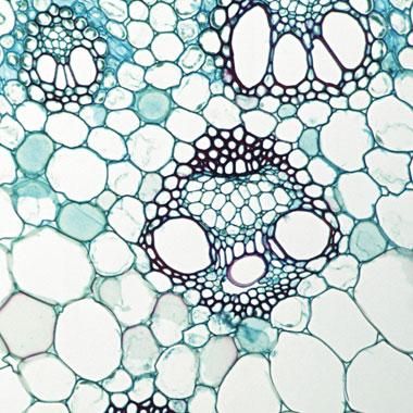 Human Cells Microscope, Skin Cells Microscope, Cells Photography, Cells Textiles, Stem Cells Art, Cells Aesthetic, Cell Aesthetic, Cells Drawing, Stem Aesthetic