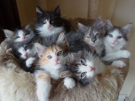 Cutest Kitten Breeds, Types Of Kittens, Norwegian Forest Kittens, Norwegian Cat, Kitten Breeds, Image Chat, Norwegian Forest, Siberian Cat, Adorable Kitten