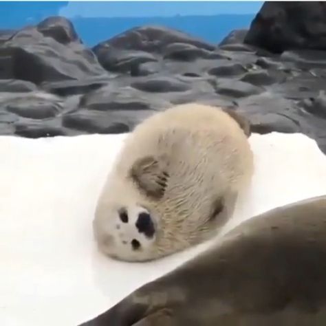 Seal on Instagram: “That's some next lvl 𝙏 𝙃 𝙄 𝘾 𝘾 𝙉 𝙀 𝙎 𝙎 . . #seal #seals #sealsofinstagram #dailyseal #sealotd #cute #cuteanimals #pinniped…” Seal Gif, Round Animals, White Seal, Cute Seals, Silly Animals, Sea Lion, Marine Animals, Sea Animals, Sea Creatures