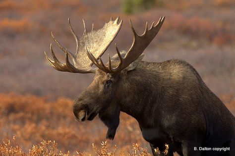 Bull Moose Denali, Alaska, via Flickr. Moose Pictures, Moose Hunting, Alaska Wildlife, North American Wildlife, Bull Moose, Wildlife Prints, Glossy Print, Wildlife Nature, Rocky Mountain National Park