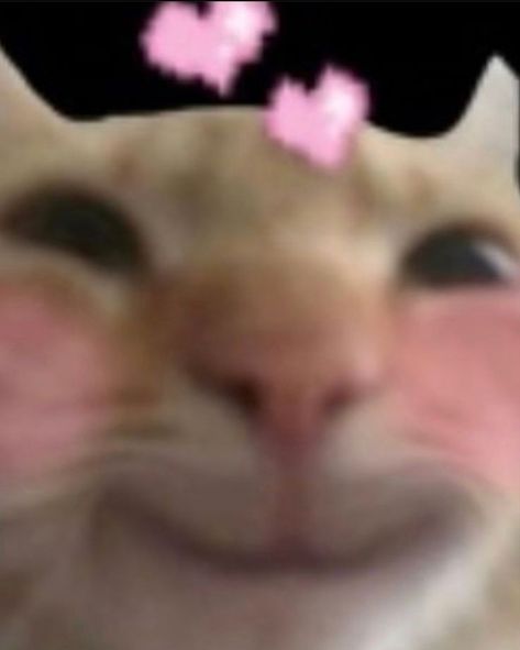 Blushing Cat, Aesthetic Gfx Background, Cat Reaction, Cat Celebrating, Cat Area, Image Cat, Silly Images, Reaction Pics, Silly Animals