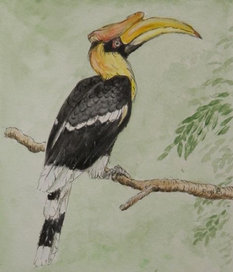 Hornbill Drawing Sketch, Hornbill Painting, Hornbill Drawing, Great Hornbill, Seating Chart Classroom, Diy Watercolor Painting, Paleo Art, Diy Watercolor, Art Drawings Sketches Creative