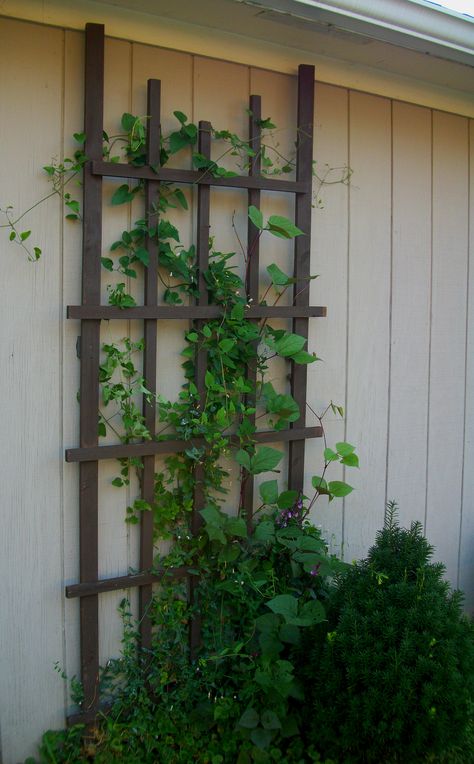 Shed Trellis, Trellis On Shed, Rope Trellis, Tall Trellis, Trellis Diy, Garden Archway, Wall Trellis, Trellis Ideas, Outdoor Trellis