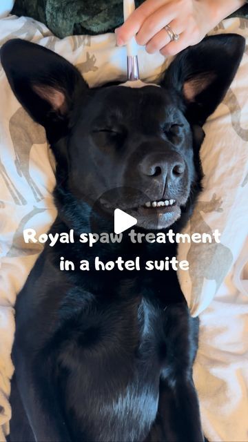 Elvis Bätz on Instagram: "Sound on!! 🔊 
(Reklam/ad) I did a collab with @hotelpigalle 
I wanted to have a royal spawday and mom got me this dream 😇
It’s probably the most royal, beautiful and dog friendly hotel in Sweden! If you ever come to Gothenburg you NEED to visit @hotelpigalle 🤍

#dogs #dogsofinstagram #labrador #massage #cute #labsofinsta #spa #spawday" Dog Spa Day At Home, Dog Spa Day, Dogs Labrador, Dog Spa, Spa Days, Dog Friendly Hotels, Happy Birthday Celebration, Hot Stone Massage, Gothenburg