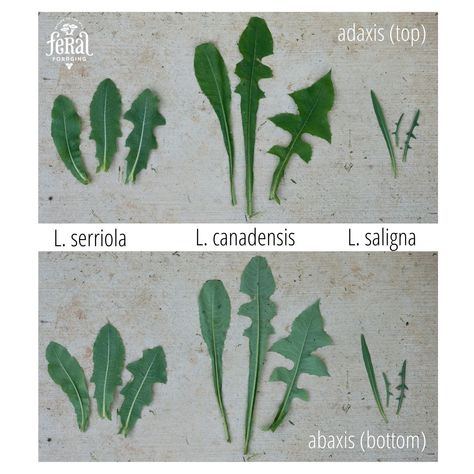 How to Identify Wild Lettuce - Feral Foraging Medicinal Herbs Remedies, Medicinal Wild Plants, Wild Lettuce, Look Alikes, Wild Foraging, Wild Food Foraging, Medicinal Herbs Garden, Edible Wild Plants, Medical Herbs