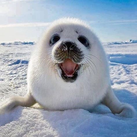 Oceana on Instagram: “This is a baby harp seal, a true seal that lives in the north Atlantic and Arctic oceans. This species gets its common name from the harp-…” Harp Seal Pup, Baby Harp Seal, Harp Seal, Cute Seals, Scary Dogs, Seal Pup, Baby Seal, Happy Winter, Silly Animals