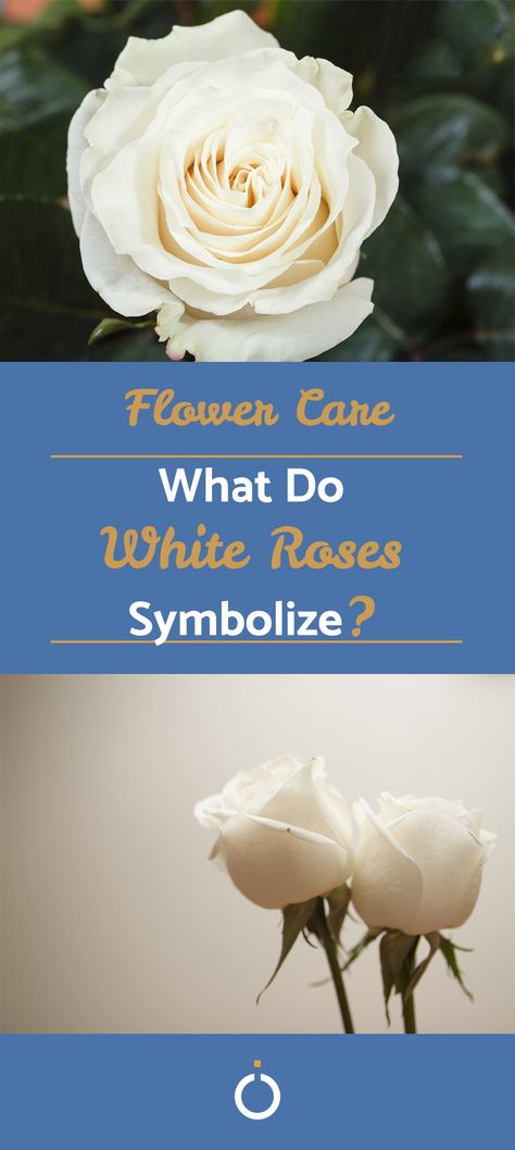 White roses are popular for many occasions, but many people only choose them for their look. However, their actual meaning and symbolism is varied and fascinating. #white #roses #celebrations #symbolism #meaning White Roses Meaning, White Rose Tattoo, Single White Rose, Bouquets Of Roses, Symbolism Meaning, Rose Meaning, White Rose Tattoos, Wars Of The Roses, Flower Meanings