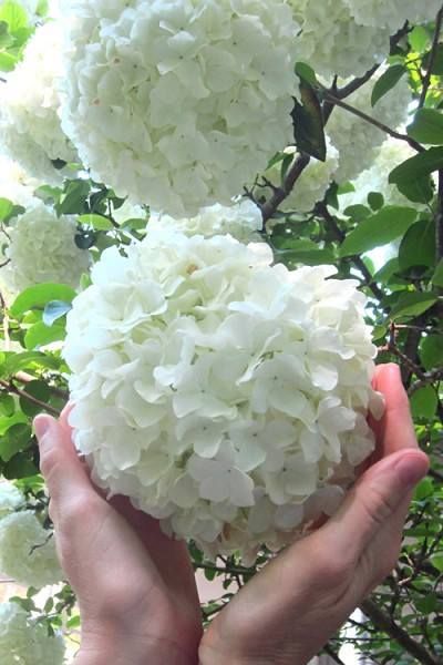 Wilson Bros Gardens  There just aren't too many flowering shrubs that rival the magnificence of Chinese Snowball Viburnum when in full bloom. The Chinese Snowball Viburnum is a Georgia Gold Medal winner that deserves a spot in every landscape where it will grow. Get all the details and pictures or purchase here-  https://www.wilsonbrosgardens.com/Chinese-Snowball-Viburnum-macrocephalum-Sterile.html Strawberry Hydrangea, Snowball Viburnum, Flowering Shrubs, Ornamental Plants, White Gardens, Fragrant Flowers, Large Plants, Plant Growth, Types Of Soil