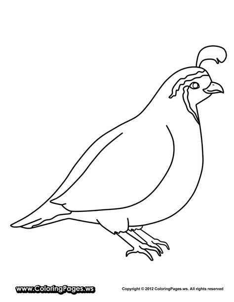 animals-Quail-printable-coloring-pages-for-kids.gif (1217×1575) Preschool Animals, Coloring Pages Animals, Fun Coloring Pages, Color Posters, Hello Kitty Colouring Pages, Sunflower Quilts, Convention Gifts, Kitty Coloring, Bird Coloring Pages