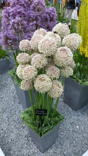 Allium Ping Pong, Landscape Makeover, Summer Border, Garden Inspo, Amaranth, House Plants Indoor, Balcony Garden, Container Plants, Ping Pong