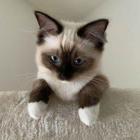 ¿Buscas comprar un gato ragdoll? Descubre los precios y mejores criaderos responsables y auténticos de ragdolls Hello Sunday, Siamese Cats, On Instagram, Beauty, Instagram