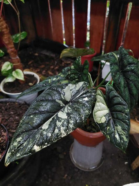 Rare Indoor Plants, Dragon Scale Alocasia, Rare House Plants, Alocasia Odora, Alocasia Dragon Scale, Plant Business, Plants Wishlist, Philodendron Care, Amazing Plants