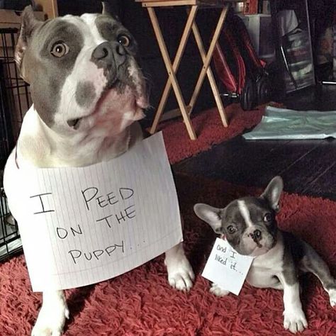 Dog Shaming Pictures, Dog Shaming Photos, Dog Shaming Funny, Animal Shaming, Dog Poses, Dog Shaming, Boston Terrier Love, Boston Terrier Puppy, Boston Terrier Dog