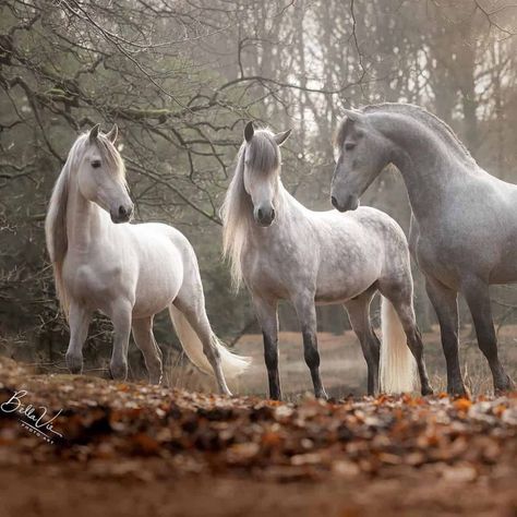 Three marvelous gray horses stand in a forest. Horses Standing, Gray Horses, Belgian Draft Horse, Dressage Competition, Three Horses, Budweiser Clydesdales, Big Horses, Grey Horse, Horse Trailers