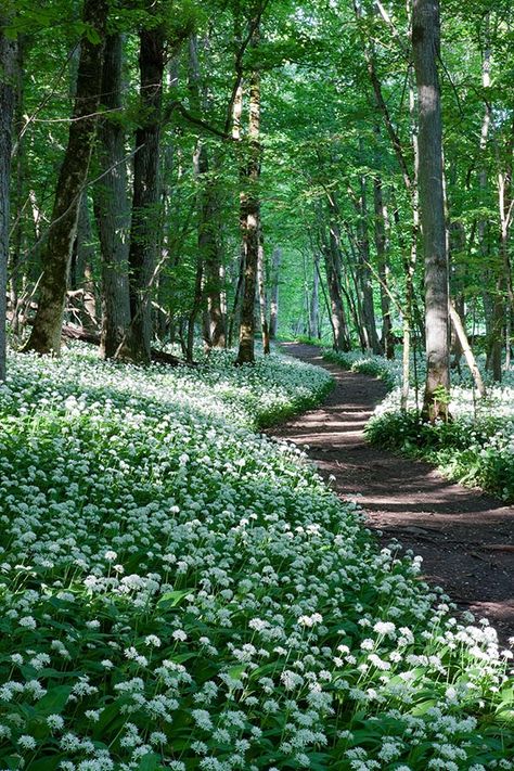 Matka Natura, Belle Nature, Forest Path, Woodland Garden, Walk In The Woods, Wild Nature, Green Gables, Lombok, Garden Paths