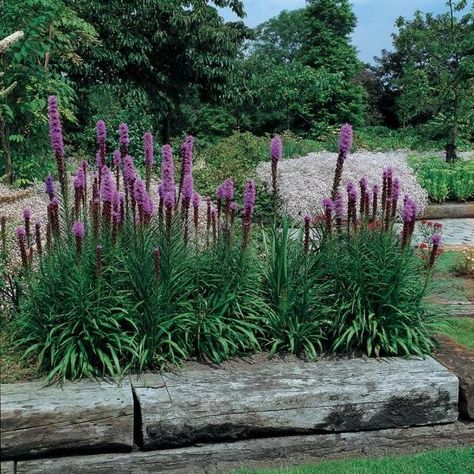 Liatris Kobold, Liatris Flower, Liatris Spicata, Landscaping Garden Design, Circle Garden, Blazing Star, White Flower Farm, Desert Southwest, Landscaping Garden