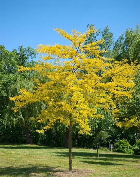 Gleditsia triacanthos 'Sunburst' - Northern Irelands Specialist Tree Nursery Gleditsia Sunburst, Honey Locust Tree, Urban Tree, Honey Locust, Plant Seedlings, Home Vegetable Garden, Unique Trees, Deciduous Trees, Garden Trees