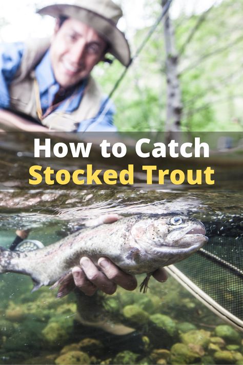 How To Catch Trout, Fish Information, Rainbow Trout Fishing, How To Fish, Trout Fishing Tips, Trout Bait, Fishing For Beginners, Fly Fishing Tips, Different Species