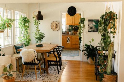 Choose these indoor plants for their bright colors, beautiful flowers, hardy growth habits, lush greenery, and easy-growing nature. Grey Mid Century Couch, Hanging Plants Indoor, Trailing Plants, California Cool, Colorful Leaves, Cool Plants, Hanging Plants, Room Rugs, Indoor Plants