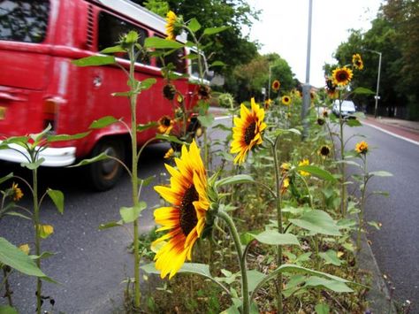 My I idea of an #EarthDay Celebration | Throw It, Grow It: London's Guerrilla Gardeners by Kendra Wilson  | Gardenista Guerilla Gardening, Guerrilla Gardening, Concrete Paving, Gardening Advice, Community Gardening, Urban Farming, Lawn And Garden, Growing Vegetables, Urban Garden