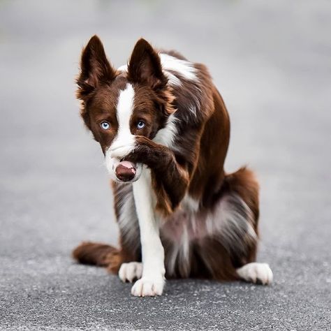 14 Interesting Border Collie Facts That Will Surprise You | The Paws Border Collie Facts, Red Merle Border Collie, Brown Border Collie, Red Border Collie, Wallpaper Dog, Tattoo Dog, Aesthetic Dog, Dog Aesthetic, Drawing Dog