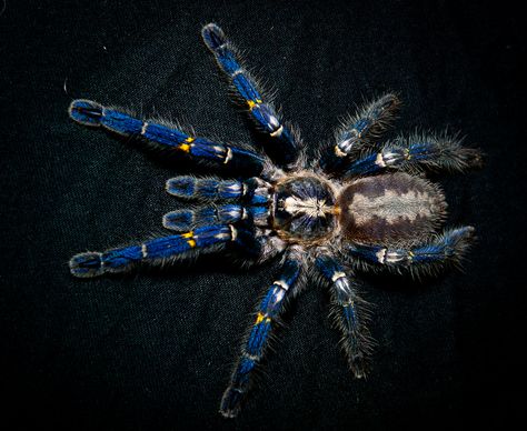 Poecilotheria metallica, the "Gooty Sapphire ornamental tarantula" Gooty Sapphire Ornamental Tarantula, Sapphire Tarantula, Spidersona Design, Poecilotheria Metallica, Cool Bugs, Horror Tattoo, Arachnids, Bugs And Insects, Tattoo Sleeve