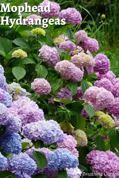 Change the color of your mophead hydrangea with the pH of the soil from pink to blue! Hydrangea Types, Snowball Hydrangea, Mophead Hydrangea, Lace Cap Hydrangea, Big Leaf Hydrangea, Bigleaf Hydrangea, Types Of Hydrangeas, Hydrangea Varieties, Smooth Hydrangea