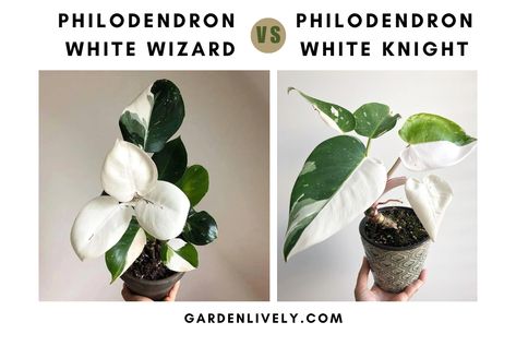 Philodendron White Wizard Vs White Knight: A Comparison Of These Magical Plants - Garden Lively White Wizard Plant, White Wizard Philodendron, White Philodendron, Philodendron White Knight, Magical Plants, White Wizard, Indoor Oasis, Plant People, The White Princess