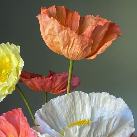 Brenna Estrada on Instagram: "Iceland Poppies, Sweet Peas and Pansies have all been started. The island is blanketed in a dense fog that gives the impression time has slowed. Everything feels hushed and calm this morning. I’m enjoying every moment of it. #threebrothersblooms #flowerfarmer #flowerfarming #islandflowerfarm #islandgardening #poppies #icelandpoppies #seedstarting #cutflowergarden #flowers #grownnotflown #localflowers #flowerfarmerflorist #findyourstill #ajoyfulmagic #pnw" Islandic Poppies, Iceland Poppies, Pnw Garden, Icelandic Poppies, Dense Fog, Flower Farmer, Cut Flower Garden, Sweet Peas, Seed Starting