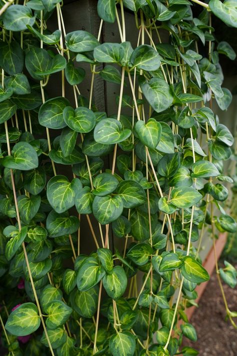 Vinca major, Greater Perwinkle 'Maculata' Vinca Vine, Pennisetum Setaceum, Fountain Grass, Plant Pests, Patio Pots, Rubber Plant, Proven Winners, Garden Recipes, Plant Needs