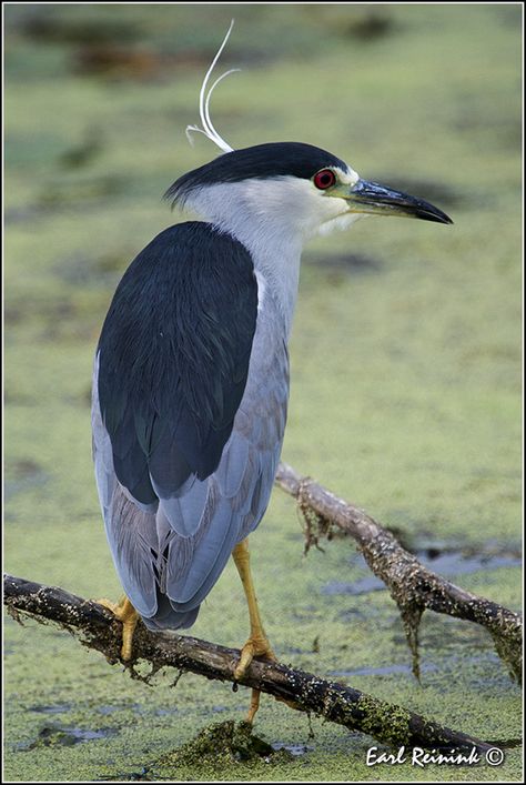 Biome Project, Heron Tattoo, Tropical Water, Night Heron, Big Birds, Green Heron, Bird Template, Coastal Birds, Black And White Birds