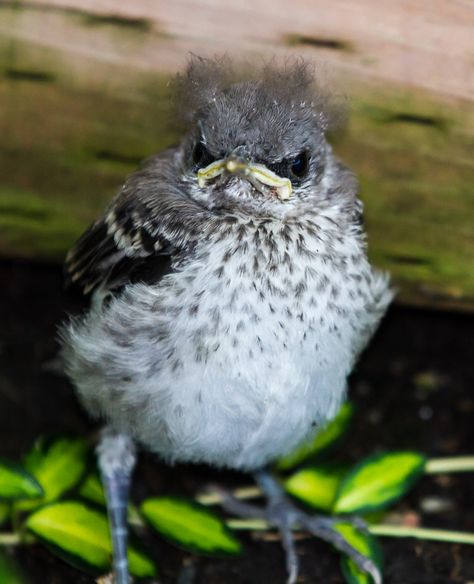 Grumpy Bird, Hope Is The Thing With Feathers, Birds And The Bees, Backyard Birds, Bird Pictures, Watercolor Inspiration, Bird Photo, Angry Birds, Bird Species