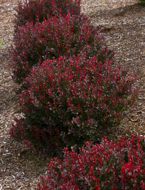 Ruby carousel barberry Colorful Landscaping, Shrubs For Landscaping, Landscape Tips, Front Landscaping, Low Maintenance Landscaping, Garden Shrubs, Have Inspiration, Diy Landscaping, Garden Landscape