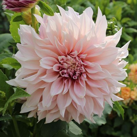 Dalia, flor representativa de México | Secretaría de Medio Ambiente y Recursos Naturales | Gobierno | gob.mx Allotment Flowers, Dinnerplate Dahlia, California Landscaping, Garden Installation, Outdoorsy Aesthetic, Flower Dahlia, Pink Dahlias, Dahlias Wedding, Longfield Gardens