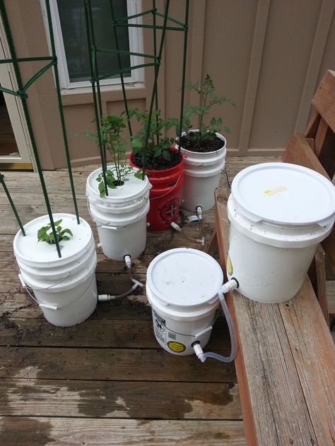 How to Build a 5 Gallon Self Wicking Tomato Watering Container by TheRustedGarden Gallon Bucket Garden, 5 Gallon Bucket Garden, Watering Tomatoes, Bucket Garden, Tomato Planter, Self Watering Containers, Bucket Gardening, Growing Tomatoes In Containers, Diy Water