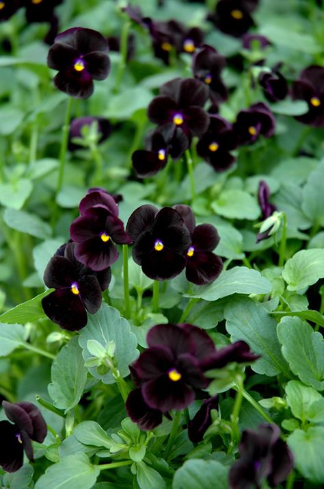 Black Pansy Flowers, Pansies Garden, Black Pansy, Winter Pansies, Viola Flower, Goth Garden, Gothic Garden, Black Poppy, Black Garden