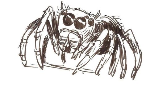 Spider Drawing, Tattoos To Cover Scars, Spider Art, Jumping Spider, Halloween Illustration, Art Diary, Arachnids, Ap Art, Animal Sketches