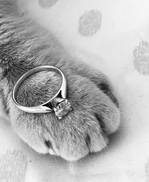 Wedding Ideas With Cats, Cat Engagement Photos, Cat Engagement Pictures, Cats In Weddings Ideas, Cat Themed Wedding Ideas, Animal Wedding Theme, Engagement Photos With Cats, Cat In Wedding, Cat Wedding Ideas