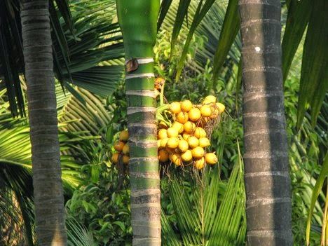 Liliana Usvat - Reforestation and Medicinal use of the Trees : Medicinal Trees Areca (Areca catechu) treat diarrhoea, low blood pressure, slow heart rate, and other intestinal troubles Areca Catechu, Slow Heart Rate, King Of Persia, Betel Nut, Low Blood Pressure, Western Ghats, Stained Teeth, Tropical Forest, Traditional Chinese Medicine