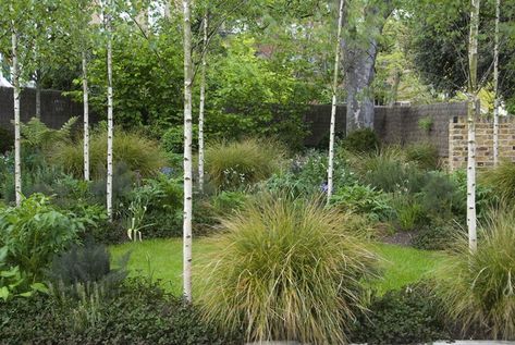 Garden Designer Visit: Jinny Blom in Primrose Hill - Gardenista Birch Tree Landscaping, Birch Trees Garden, Silver Birch Tree, Tree Landscaping, Green Roof Garden, Birch Trees Landscaping, Hill Garden, Woodland Plants, Primrose Hill